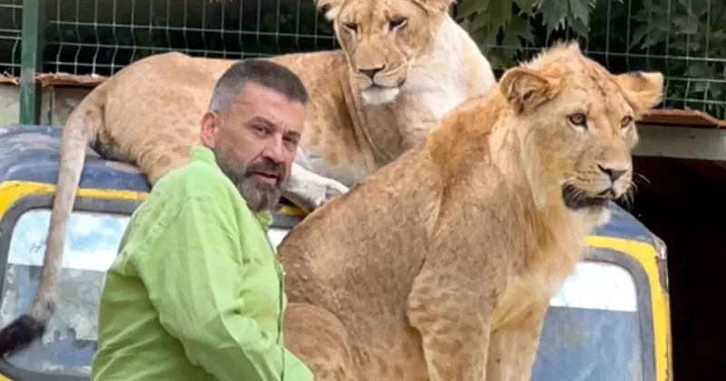 Antalya da Aslan Saldırısı: Zeus Hayatını Kaybetti