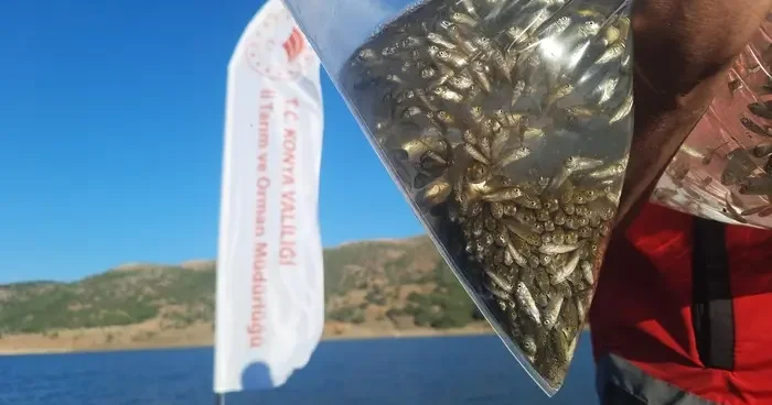 Bozkır ın baraj ve göletleri yavru sazan balıkları ile buluştu
