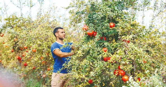 Sözleşmeli üretimde finansman çeşitlendi Ekonomi Haberleri