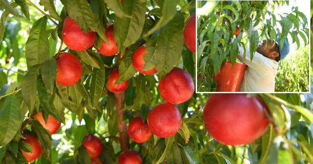 Lapseki şeftalisi dünyaya açılıyor: 70 ton ihracat planlanıyor Hayat Haberleri