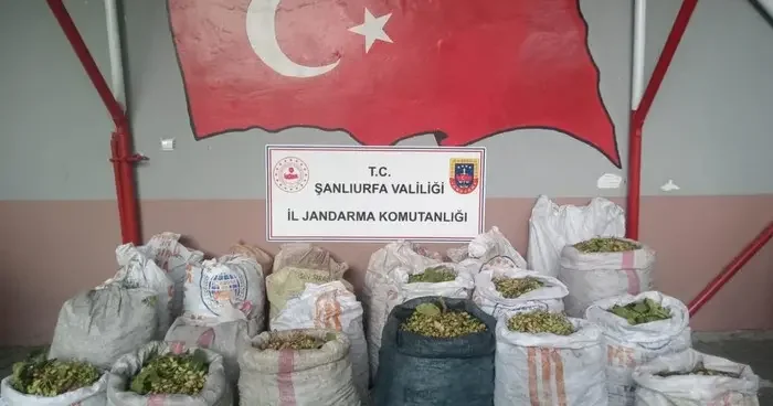 Şanlıurfa da fıstık hırsızlığına 13 gözaltı