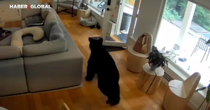 Minicik köpek ayının aklını aldı!