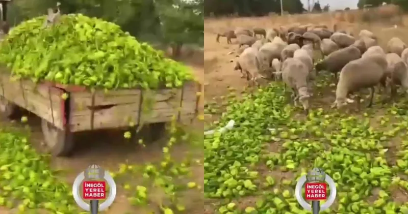 Para etmeyen biberleri hayvanlara yem etmişti: Bakanlık işlem başlattı