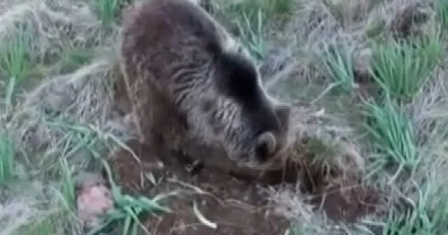 Toprağı kazan yavru ayı fotokapana yakalandı VİDEO İZLE