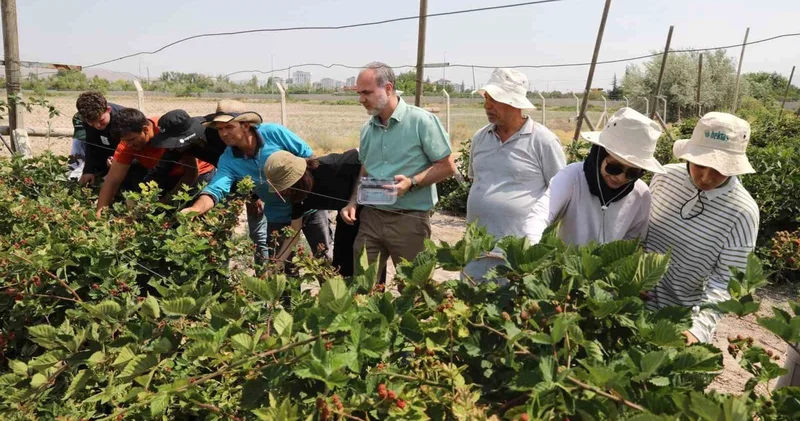 NÖHÜ’de böğürtlen hasadı başladı