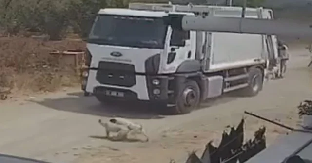 Ezerek öldürdükleri köpekleri çöp kamyonuna atıp götürdüler; o anlar kamerada Sakarya Haberleri