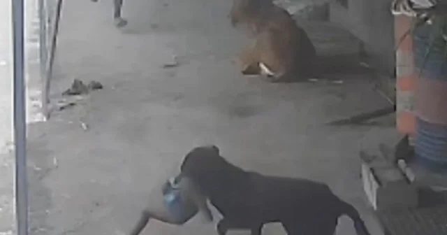Hindistan’da köpek saldırısına uğrayan çocuğu son anda babası kurtardı VİDEO İZLE