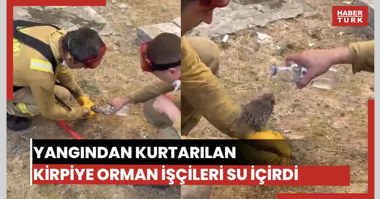 Alevlerden kurtulan kirpiye su içirdiler