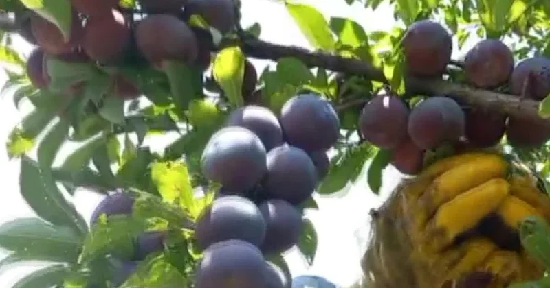 Hasadı başladı, zincir marketler sıraya girdi! Türkiye nin dört bir yanına dağıtılıyor Sözcü Gazetesi