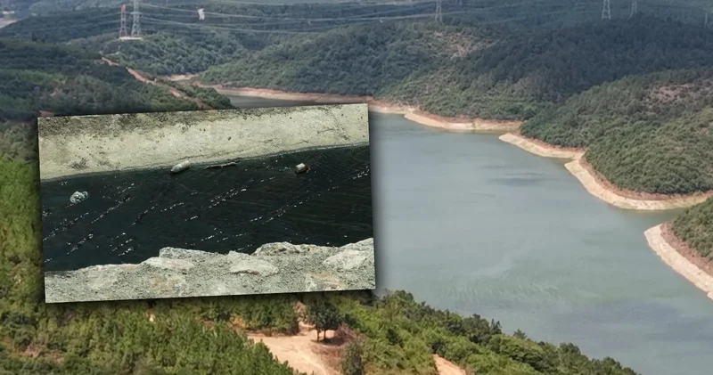 İstanbul un içme suyunu tehdit eden büyük tehlike: Su içip ölen hayvanlar var