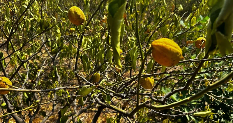 Mersin de 1000 dönümlük limon bahçesi, susuzluktan kurudu