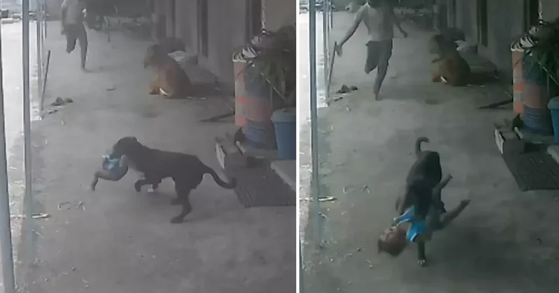 Sokak köpeğinin kaçırmaya çalıştığı çocuğun imdadına babası yetişti