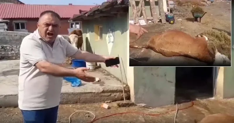 Ardahan da durum vahim! 6 hayvanını kaybeden üretici isyan etti