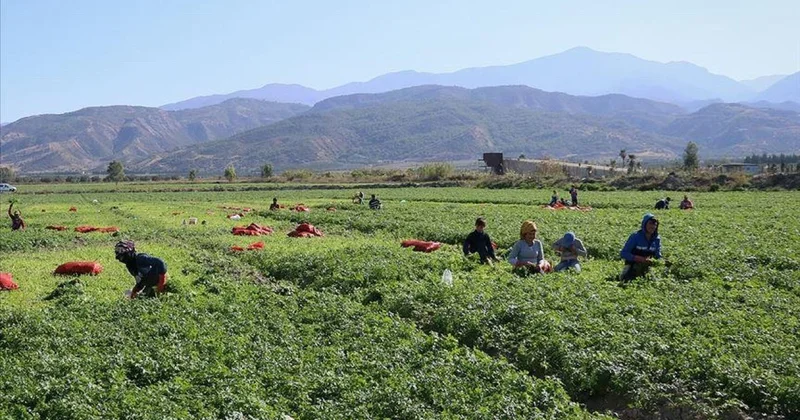 DMM: Mevsimlik tarım işçilerine sağlanan destekler artırıldı