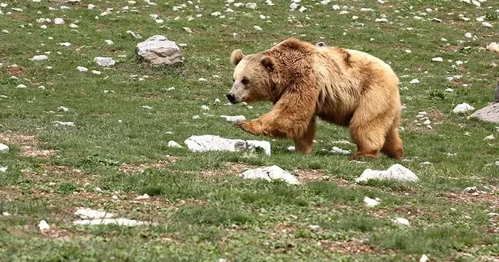Yenice de mezarlıkta ayı paniği: Mezar taşlarını kırdı, köylü tedirgin!