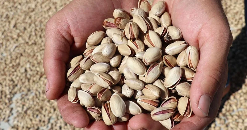 Fıstık fiyatları yüzde 500 arttı! Kilo fiyatı şoke etti