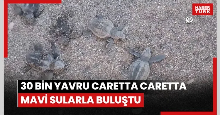 İztuzu sahilinde 30 bin yavru caretta caretta mavi sularla buluştu