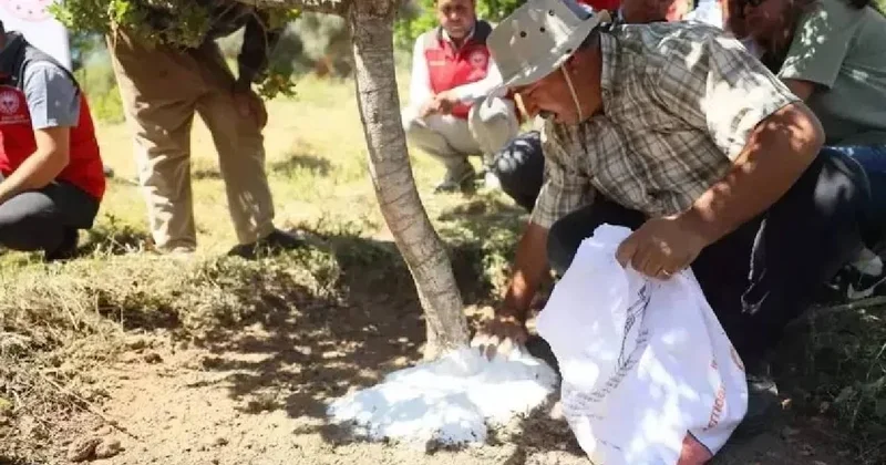 Her ağaçtan 20 bin lira gelir elde ediliyor: Yılda 3 defa hasat yapılıyor Sözcü Gazetesi