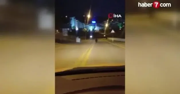Ankara’da sokakta gezen ayı görüntülendi
