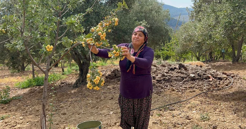 Şifa deposu alıçta hasat başladı: Kilosu 200 TL den alıcı buluyor