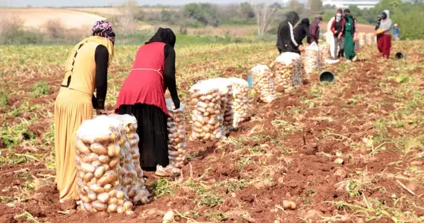 Erzincan haberleri Erzincan da patates hasadı başladı: 600 TL yevmiyeye çalışıyorlar 08 Ekim 2025