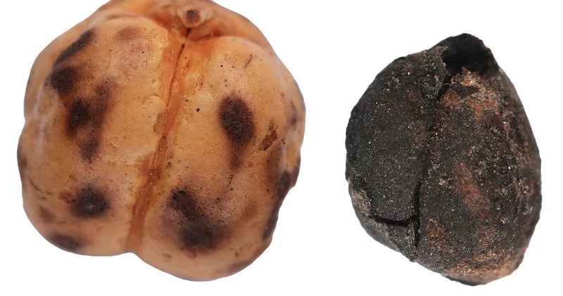 Tavşanlı’da 4000 yıllık nohut, Çatalhöyük’te 8600 yıllık ekmek kalıntısı bulundu