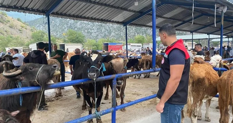 Amasya da şap hastalığı alarmı: Hayvan pazarı kapatıldı