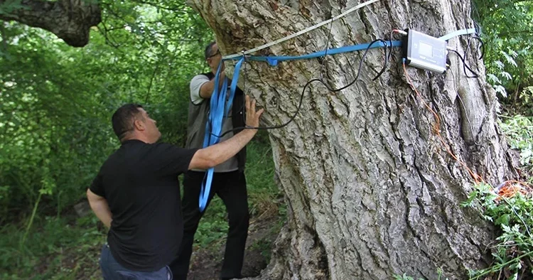 Gündem olan ceviz ağacı için ekipler ölçüm yaptı, yaşı herkesi şaşırttı