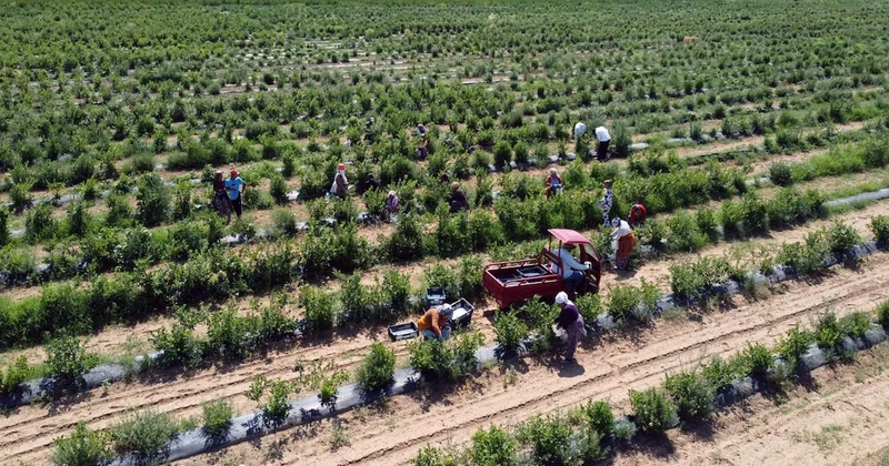 Herkes yetiştirmeye başladı, çiftçiler bile sıraya girdi: 1 yılda para basıyor Sözcü Gazetesi