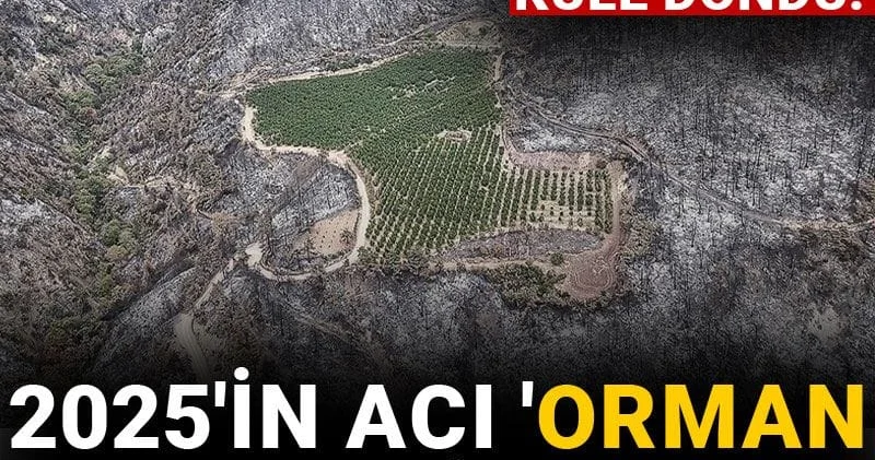 2025 in acı orman yangını bilançosu: Binlerce hektar küle döndü!