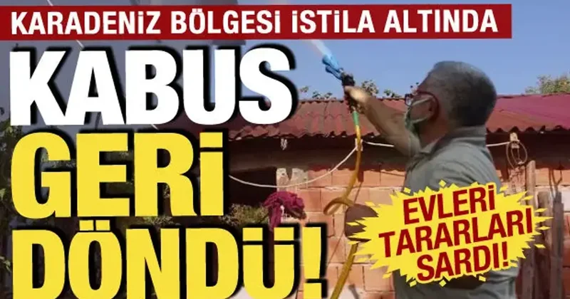 Karadeniz kokarca böceği istilası altında: Tarım ve Orman Bakanlığı ndan kabusa son
