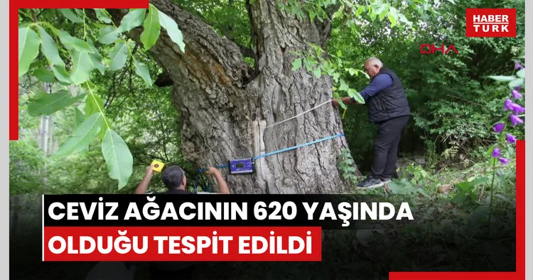 Oltu daki ceviz ağacının 620 yaşında olduğu tespit edildi