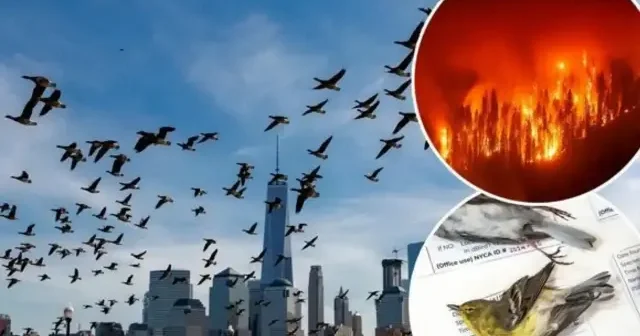 Kuşlar tuhaf davranmaya başladı: Bu insanlığa uyarı Amerika Haberleri