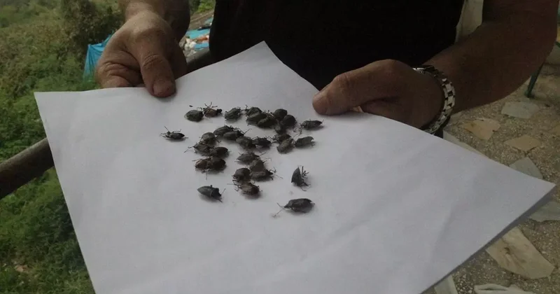 Bakanlıktan açıklama geldi! Kokarca alarmı: 1 milyondan fazla hane ilaçlandı
