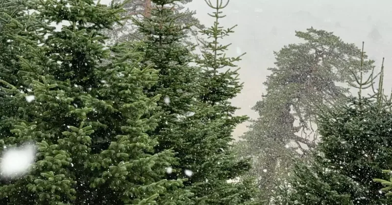 Bolu da Kar Yağışı Başladı
