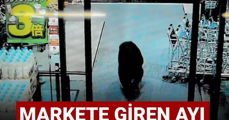 Markete giren ayı ortalığı birbirine kattı: Balık reyonuna daldı firar etti