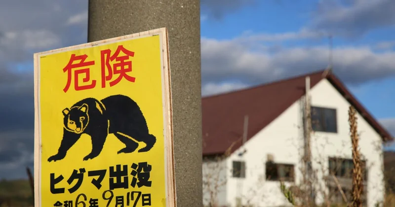 Japonya da ayı saldırısı: 2 yaralı