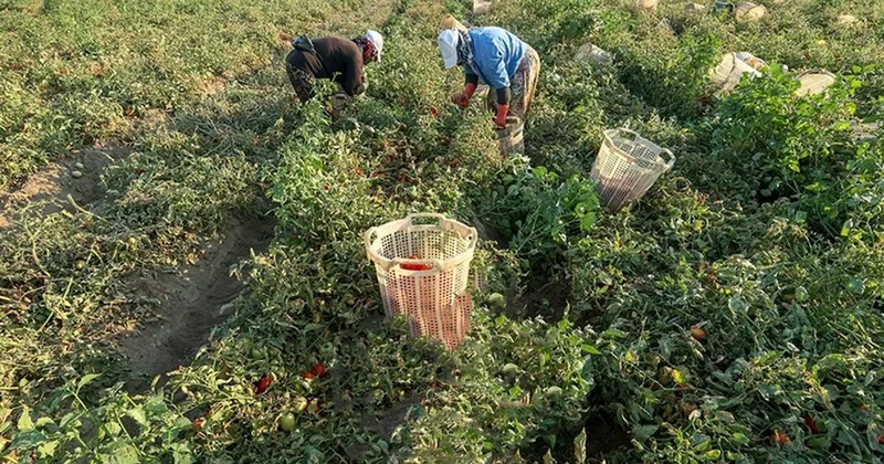 Çekirdeği yere düşünce bile filizleniyor, hasadı 2 katına çıkıyor Sözcü Gazetesi