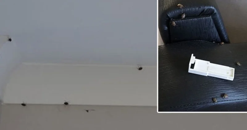 Biyosidal ilaçlama yapılıyor... Trabzon da evleri istila etti SON DAKİKA HABER Son dakika haberleri