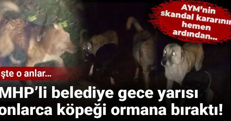 MHP’li belediye gece yarısı onlarca köpeği ormana bıraktı! İşte o anlar…