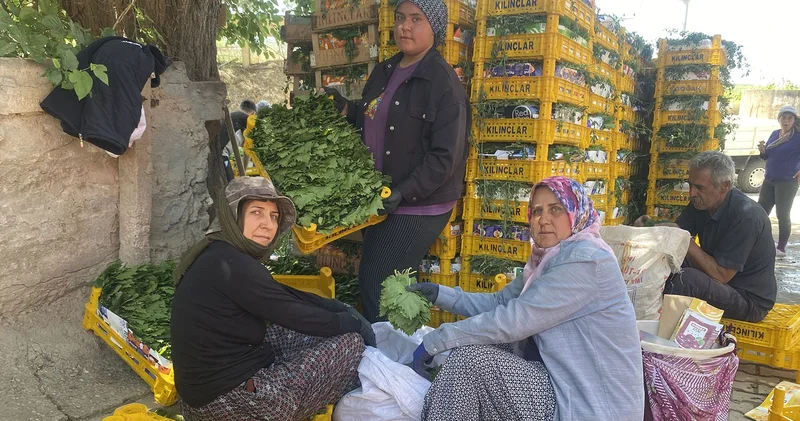 Kilosu 70 lira ve hiç masrafı yok; hem yurt içine hem yurt dışına satıyorlar