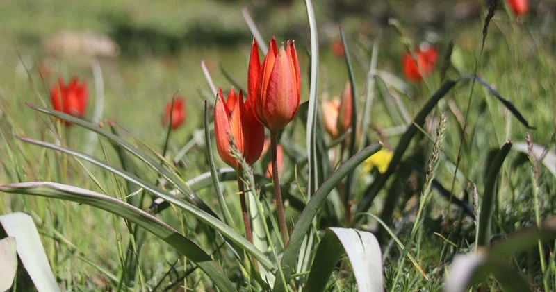 365 günün sadece 10 günü canlı kalıyor! Genetik çalışma başlatıldı