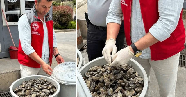 Otobüsün bagajında çöp kovasında taşınıyordu: 100 kilo midyeye el konuldu Muğla Haberleri