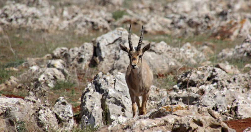 Gazella gazella Hatay da korunuyor...