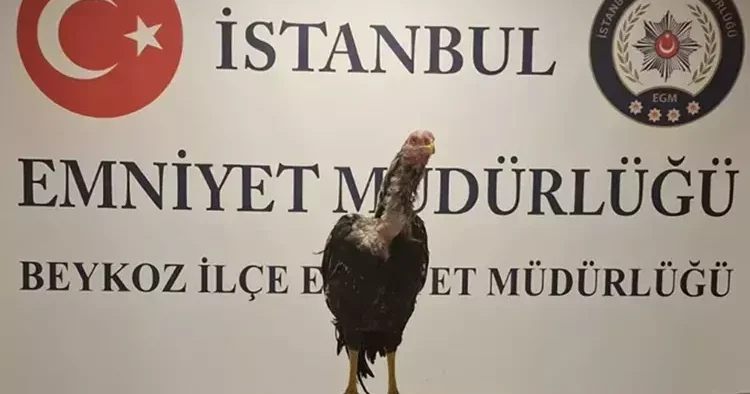 İstanbul da bir tuhaf operasyon: 3 horoz kurtarıldı, 21 kişiye ceza kesildi