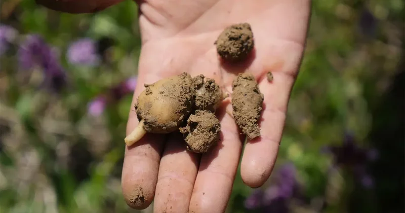 Çiftçiyi zengin eden hasat! Kilosu tam 3 bin lira