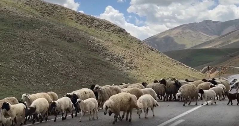 Çobanın fiyatı 100 bin lira saman 15 bin: Kurbanlık satmak hayal oldu