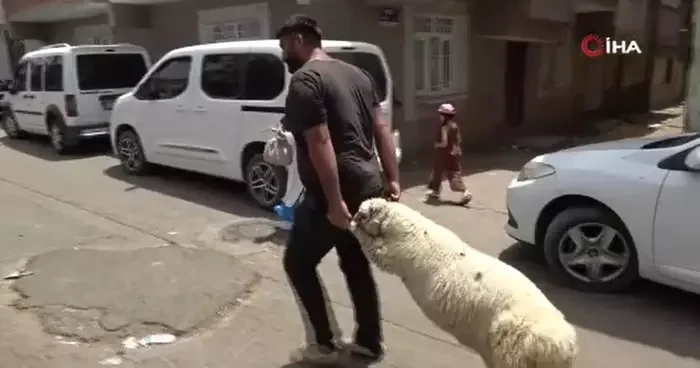 Diyarbakır da bayramın son gününde kurbanlık yoğunluğu