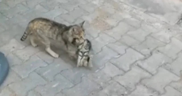 Anne kedi enfeksiyon geçiren yavrusunu veterinere götürdü VİDEO İZLE