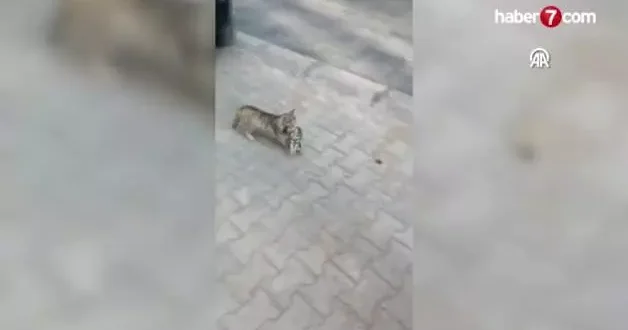 Çorum da anne kedi, yavrusunu veterinere getirip tedavi ettirdi